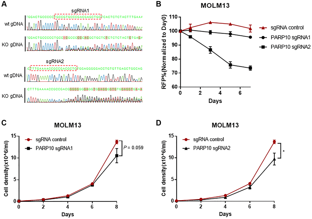 Loss of PARP10 impaired proliferation of AML cells. (A) Sanger sequencing showing random insertions and/or deletions introduced by CRISPR/Cas9-mediated PARP10 editing in MOLM13 cells. (B) Flow cytometry-based RFP competition assay showing PARP10 knockout by two sgRNAs impaired cell proliferation in MOLM13 cells. Proliferation curves of PARP10 knockout cells introduced by sgRNA1 (C) and sgRNA2 (D) versus control MOLM13 cells, the error bars represent the SD from triplicates. The asterisk indicates significant statistical differences between the PARP10 knockout and control cells.