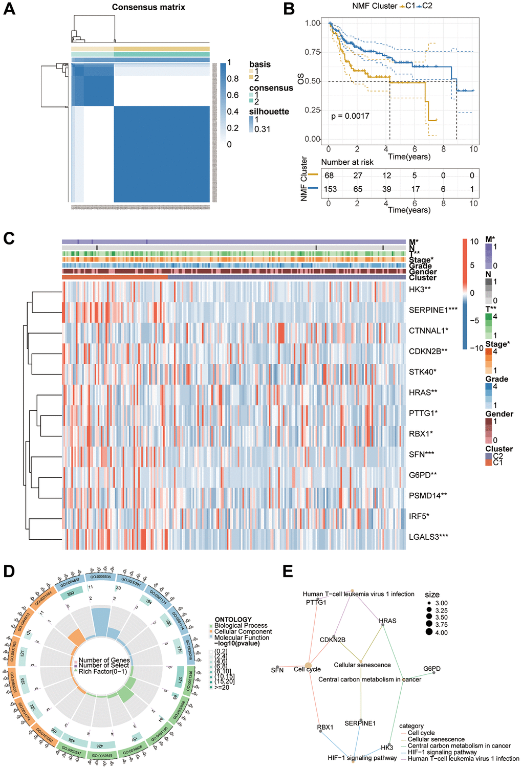 NMF staging and correlation analysis of patients with hepatocellular carcinoma. (A) Patients were classified into two clusters using the NMF algorithm. (B) Prognostic analysis revealed a poorer prognosis for patients with the C1 cluster. (C) Exploration of differential genes between different subtypes by differential analysis. (D, E) GO and KEGG analysis to investigate the underlying mechanisms and pathways.