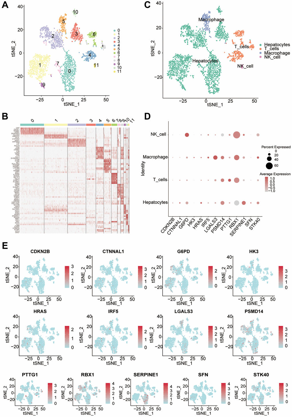 Single-cell analysis reveals the expression of differential genes in different cell types. (A) Using the tSNE algorithm to dimensionalize the samples into 12 clusters. (B) Heat map clearly showing the major differentially expressed genes in different clusters. (C) The Seurat package annotates different clusters with a total of 4 classes of cells. (D) The bubble diagram shows the expression of difference genes in different cells. (E) Visualization of 13 differential genes by single-cell sequencing.