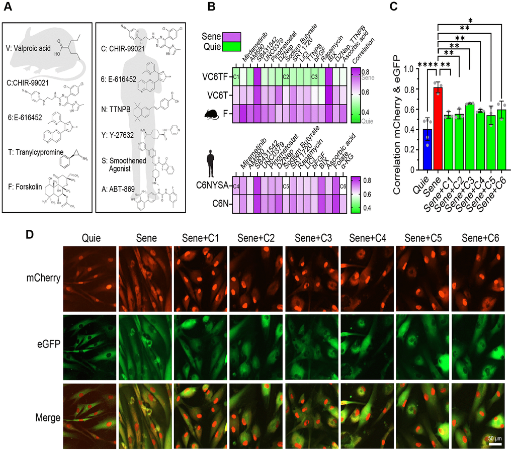 Reprogramming small molecule cocktails restore NCC alterations in senescent cells. (A) Chemical structures of small molecules of basal cocktails used to generate induced pluripotent stem cells (iPSCs) from mouse (left) or human (right) somatic cells. (B) Correlation heatmaps showing eGFP and mCherry colocalization in human senescent fibroblasts demonstrate the effects of 80 different combinations of small molecules (n=2). (C, D) Validation of six selected cocktails through independent experiments, showing colocalization (C) and representative images (D) of eGFP and mCherry signals. Scale bar, 50 μm. Data are mean ± SD. *p **p ****p 