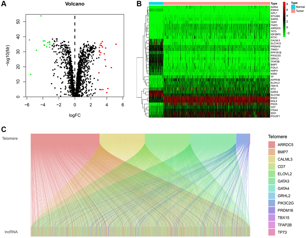 Identification of telomere-related lncRNAs (TRLs) in KIRC. (A) Violin plot showing the differences in the expression of telomere-related genes between normal and KIRC tissues. (B) Heatmap showing the expression profile of differentially expressed telomere-related genes. (C) Sankey graph of the co-expression networks of the TRLs and telomere-related genes.