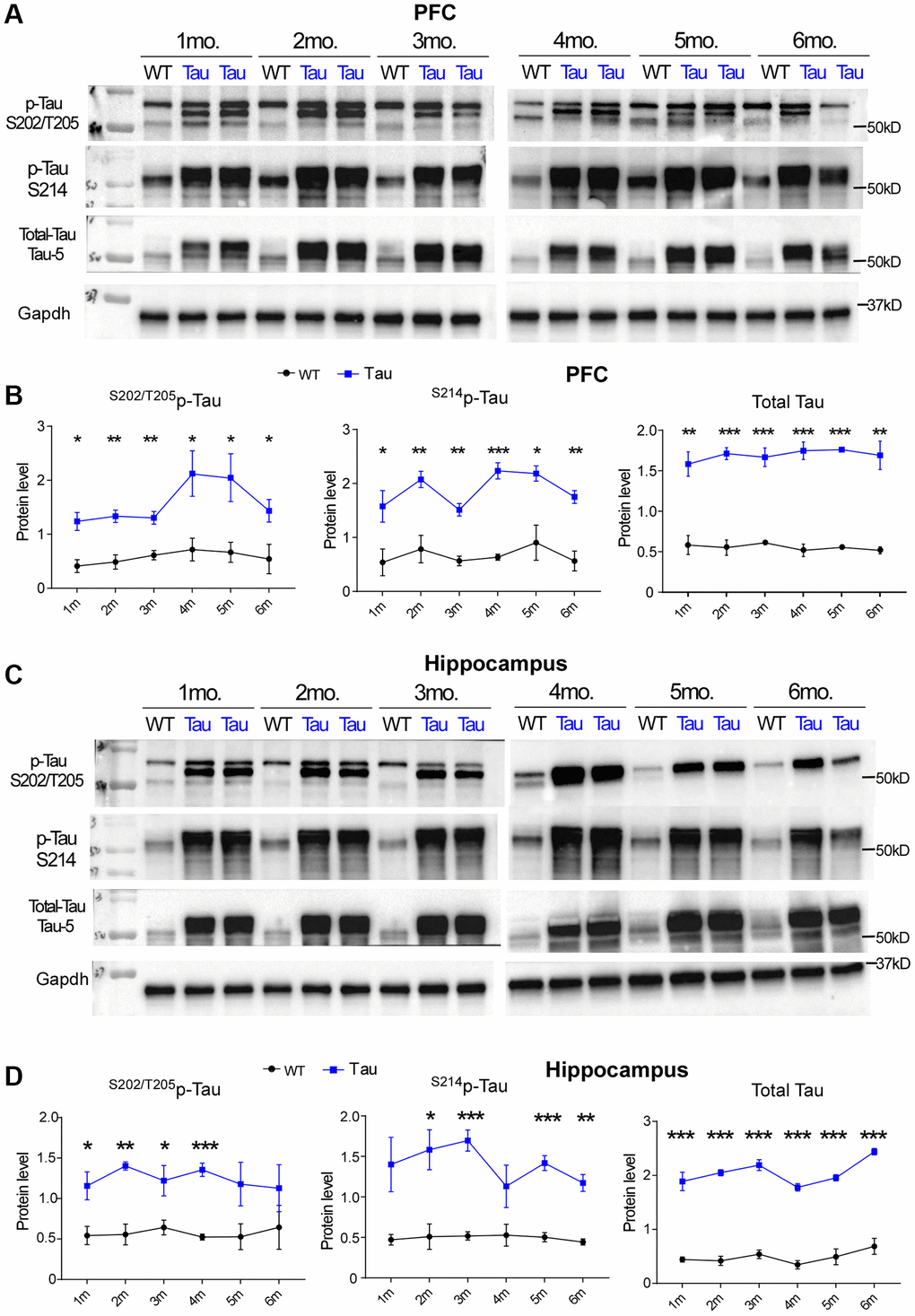 High expression of hyperphosphorylated tau and total tau was found in P301S Tau mice from early ages. (A, C) Representative Western blots showing S202/T205p-tau, S214p-tau and total tau in PFC (A) and Hippocampus (C) of WT vs. P301S transgenic mice (WT: n = 3, P301S: n = 4) at 1 month to 6 months of age. (B, D) Plots of quantification data of S202/T205p-tau, S214p-tau and total tau (normalized to GAPDH) in PFC (B) and Hippocampus (D) of WT vs. P301S mice at various ages. At each time point, *p **p ***p t-test.