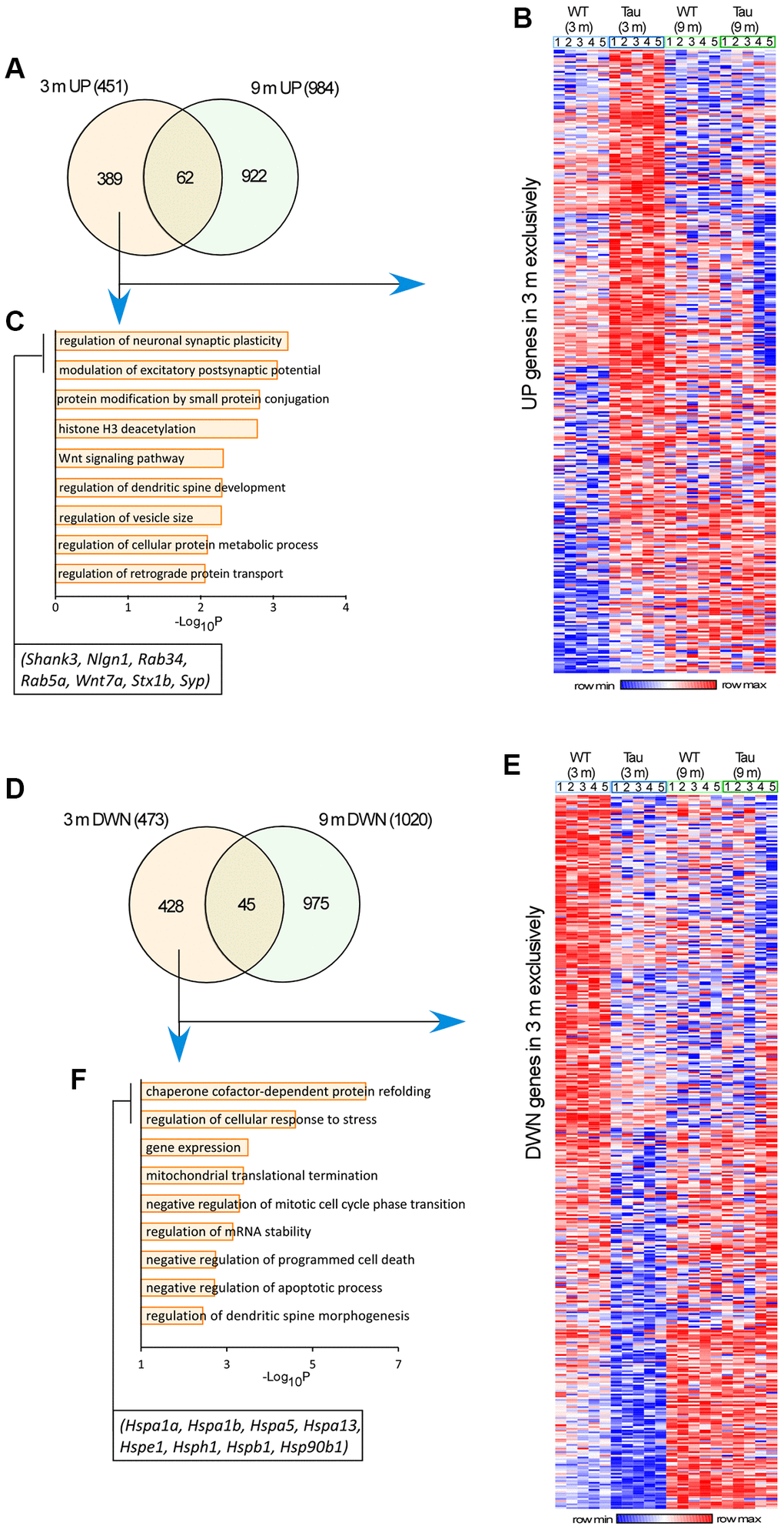 Transcriptomic analysis revealed genome-wide alterations in the hippocampus of P301S mice at different ages. (A, D) Venn-diagrams showing the significantly up-regulated (A) or down-regulated (D) genes in P301S mice at 3 months and 9 months. (B, E) Heatmaps representing expression (row z-score) of genes that were up-regulated (B) or down-regulated (E) in P301S mice exclusively at 3 months, compared to age-matched WT samples (n = 5 mice/group). (C, F) GO Biological Process analysis of up-regulated genes (C) or down-regulated genes (F) in P301S mice exclusively at 3 months.