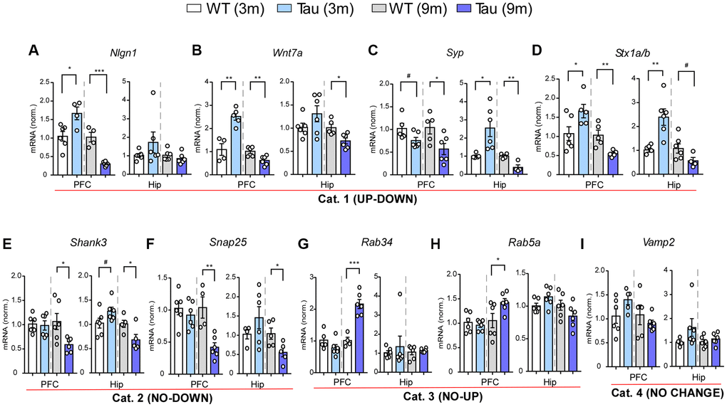 Gene expression profiling revealed various patterns of changes in PFC and hippocampus of P301S mice at different ages. (A–I) Bar graphs of mRNA levels in PFC and hippocampus of WT and P301S mice at 3 and 9 months (n: WT/Tau = 6/6 per group), which included: Category 1 (UP-DOWN) (A–D, Nlgn1, Wnt7a, Syp, Stx1b); Category 2 (NO-DOWN) (E, F, Shank3, Snap25); Category 3 (NO-UP) (G, H, Rab34, Rab5a); and Category 4 (NO CHANGE) (I, Vamp2). #p *p **p ***p t-test.