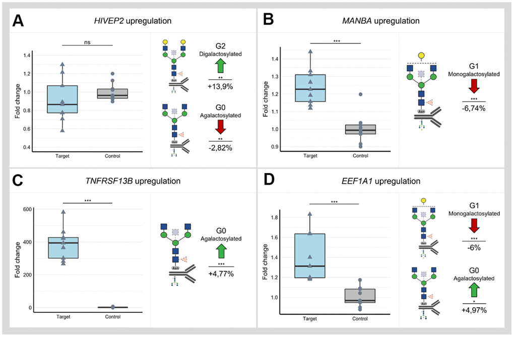 Changes in IgG glycan composition upon targeting of selected GWAS loci associated with IgG galactosylation (HIVEP2, MANBA, TNFRSF13B and EEF1A1) in dCas9-VPR monoclonal cell lines. Samples containing non-targeting gRNAs served as controls. Changes in transcript levels are given as fold change values and changes in IgG phenotype are given as a relative change compared to control samples. (A) Manipulation of the HIVEP2 gene did not result in a statistically significant change in HIVEP2 transcript level, however, did induce a significant increase of digalactosylated structures (G2) with a concomitant decrease of agalactosylated IgG glycan structures (G0). (B) Targeting of MANBA by dCas9-VPR elevated transcription level of this gene which resulted in decrease of monogalactosylated IgG glycan structures (G1) (C) Targeting TNFRSF13B by dCas9-VPR resulted in ~ 400-fold increase of transcript levels and significant change of IgG agalactosylated IgG glycans (G0). (D) Successful upregulation of the EEF1A1 locus was followed by an increase of agalactosylated IgG glycans (G0) with a concomitant decrease of monogalactosylated IgG glycans (G1). Nominal p-value: *