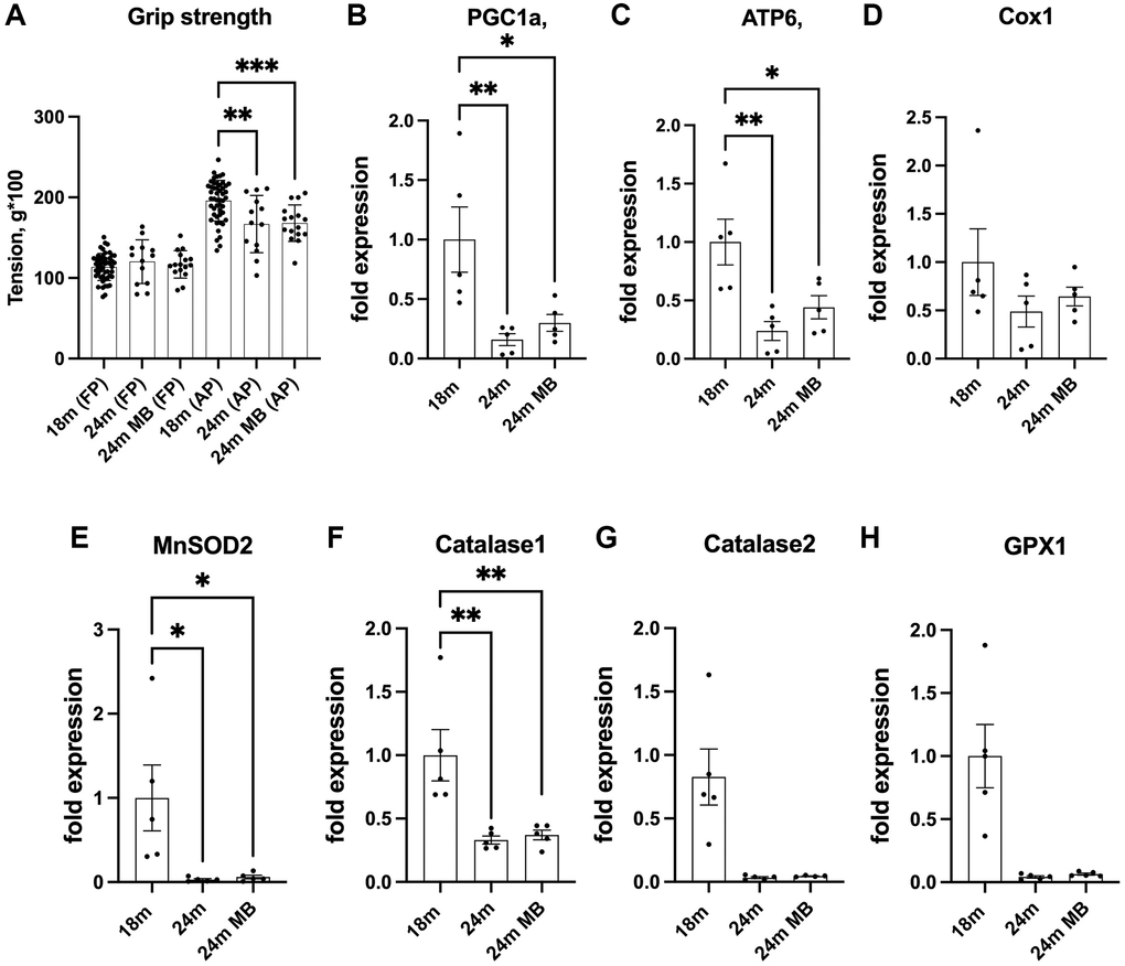 Administration of MB during aging does not affect grip strength or alter skeletal expression of antioxidant enzymes. Eighteen-months old female C57BL/6J were divided into two groups. One group was exposed to regular drinking water and the other to 250 μM MB-containing water for 6 months. (A) Grip strength of the front paws (FP) or all four paws (AP) were determined at 18 (basal) and 24 months using the NBP20-16 Grip Strength apparatus. Data presented as a mean value of three consecutive measurements for FP and AP. 18 months-old females n = 48, 24 months-old females n = 13, 24 months-old BM-treated females n = 16. (B–H) Gene expression was tested in tibia cortical bone by real-time PCR of 18 months old (basal) and 24 months old mice.- including PGC1a-peroxisome proliferator-activated receptor-g coactivator-1a, ATP6-mitochondrial ATP synthase 6, Cox1-cytochrome oxidase subunit 1, MnSOD2-manganase-dependent superoxide dismutase, Catalase 1, Catalase 2, and GPX1- glutathione peroxidase 1. Data tested by multivariate ANOVA and presented as mean ± SEM of n = 5. Significance accepted at p *p **p ***p ****p 