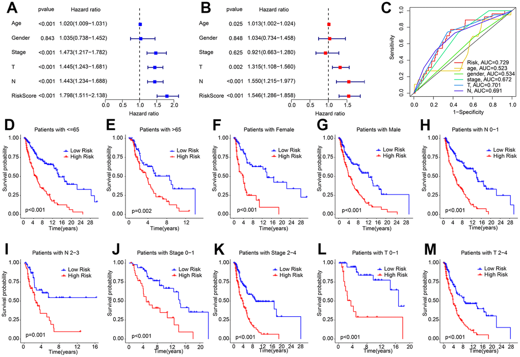 Independent prognosis analysis of HRLs prognostic signature and clinicopathological characteristics. (A) Univariate Cox regression analysis shows that age, stage, T, N, and risk score are closely associated with OS rate in CM. (B) Multivariate Cox regression analysis reveals that risk score is an independent prognostic indicator of patients with CM. (C) ROC curve shows the AUC of HRLs prognostic signature and different clinicopathological characteristics. (D–M) The Kaplan-Meier survival curve shows the OS rate of patients with low- and high-risk score in different clinicopathological characteristics.