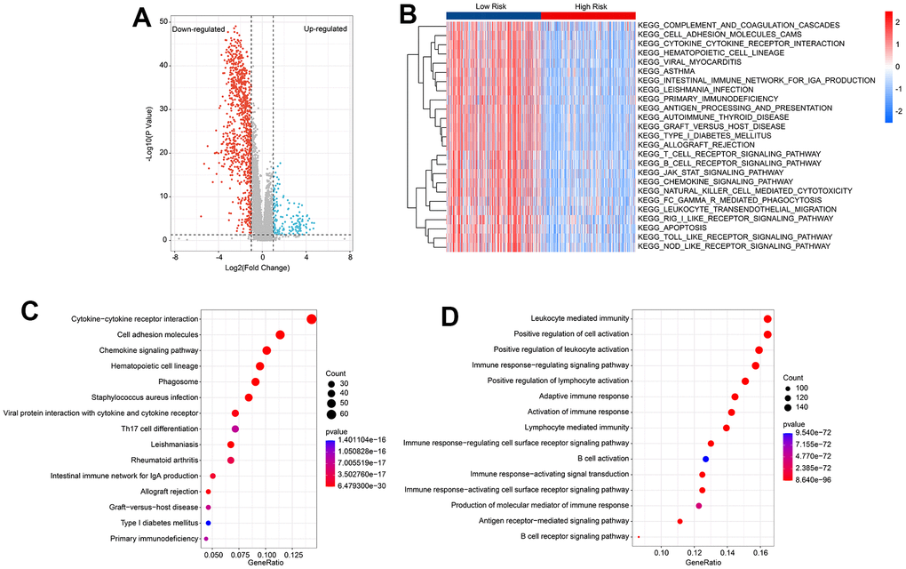 Functional enrichment analysis of differential expression genes (DEGs) in low- and high-risk group. (A) Volcano diagram shows the DEGs in the low- and high-risk group with the threshold set at |Fold Change| ≥ 2 and P B) GSVA reveals the activity of KEGG signal pathways of each CM patient in the low- and high-risk group. (C) KEGG enrichment analysis of DEGs. (D) GO enrichment analysis of DEGs.