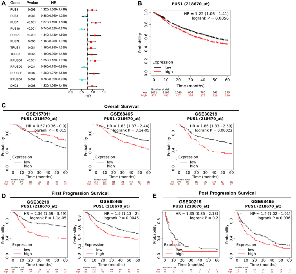 High expression of PUS1 affects the prognosis of NSCLC. (A) Univariate Cox regression analysis showing the hazard ratios (HRs) with 95% confidence intervals (CIs) and P-values for 13 PUSs; (B) The OS Kaplan-Meier survival curves comparing the high and low expression of PUS1 in NSCLC based on Kaplan-Meier plotter (17 datasets); (C) The OS Kaplan-Meier survival curves comparing the high and low expression of PUS1 in NSCLC based on GSE15701 (N = 235), GSE68465 (N = 442), and GSE30219 (N = 293), in Kaplan-Meier plotter; (D) The Kaplan-Meier survival curves for FPS comparing high and low expression of PUS1 in NSCLC were based on GSE68465 and GSE30219 in Kaplan-Meier plotter; (E) The PPS Kaplan-Meier survival curves comparing the high and low expression of PUS1 in NSCLC based on GSE68465 and GSE30219 in Kaplan-Meier plotter.
