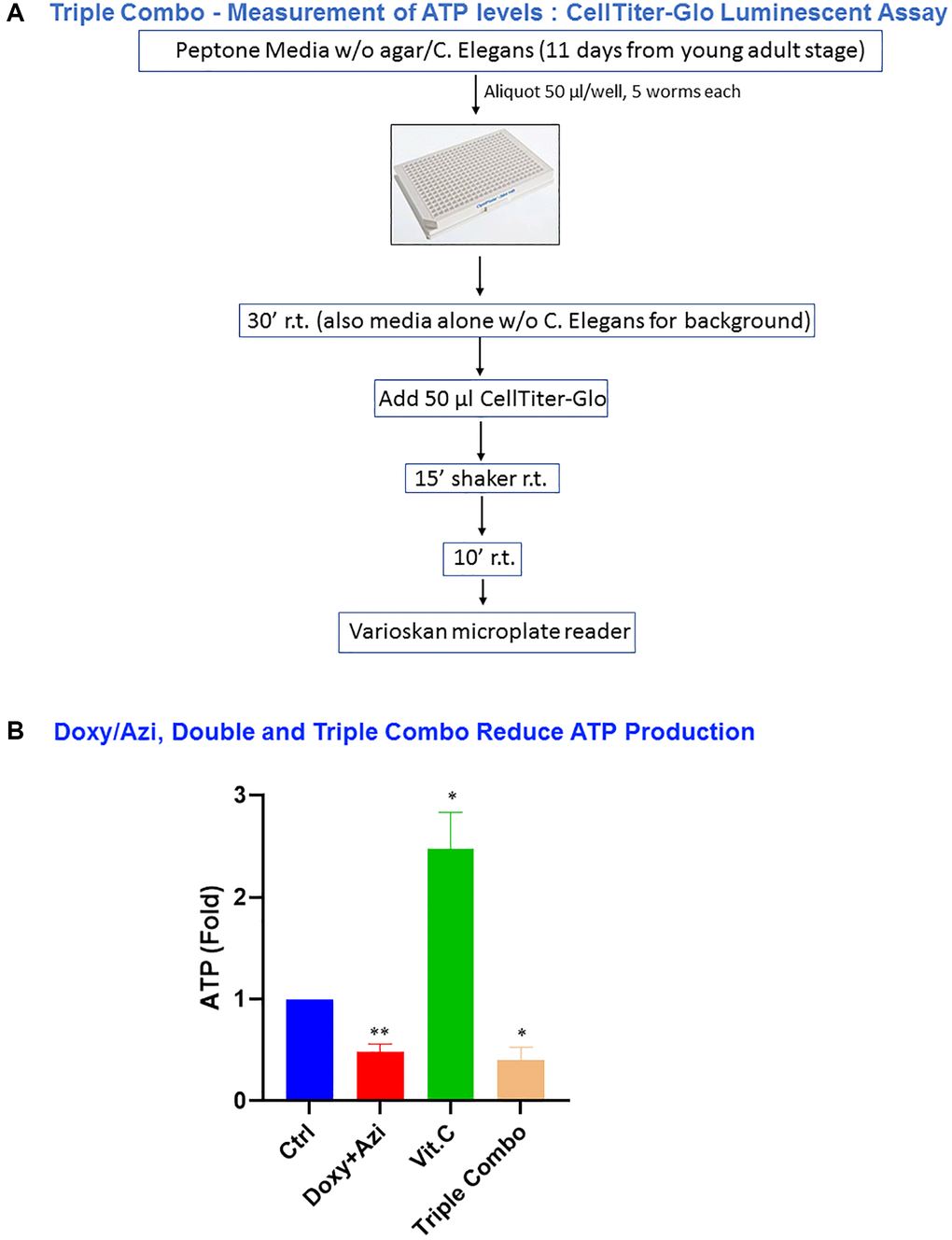 The double combination, doxycycline plus azithromycin, and a triple combination, doxycycline plus azithromycin plus vitamin C, were effective in decreasing the ATP levels in C. elegans. (A) Schematic representation of the protocol for CellTiter-Glo luminescent assay performed in experiments using the double and triple combination. (B) Measurement of ATP levels. The final concentrations of the compounds used in this experiment were 1 μM for doxycycline and azithromycin, and 250 μM for vitamin C. Data are shown as the mean ± SEM; Statistical analysis was performed using one-sample t-test. *p **p 