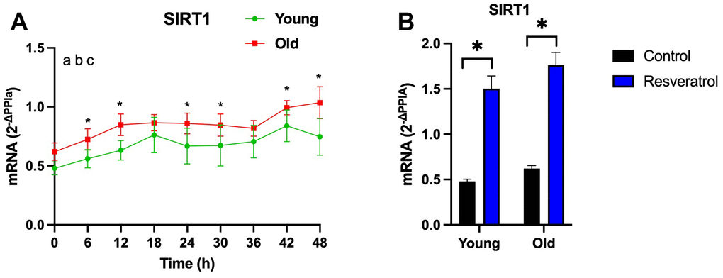 Resveratrol treatment increased SIRT1 expression in adipose-derived progenitor cells (APCs) from young and older participants. (A) SIRT1 mRNA abundance measured after completion of the vehicle control during time course full time course (every 6h for 48 h) in young-APCs (green) vs. older-APCs (red). The effect of time, age and interactions was analyzed by linear mixed model. a: PPPB) SIRT1 mRNA abundance measured after completion of the vehicle control (black) or RSV treatment (blue) at t = 0 in both young-APCs vs. older-APCs. APCs were synchronized with 30% fetal bovine serum (FBS) for two hrs and treated with vehicle for 12 hrs. RNA was extracted from APCs, harvested every six hrs from 12 to 60 hrs post-synchronization. Abundance of transcripts was quantified by RT-PCR and normalized to Peptidylprolyl isomerase A (PPIA). Data are presented as mean ± SEM.