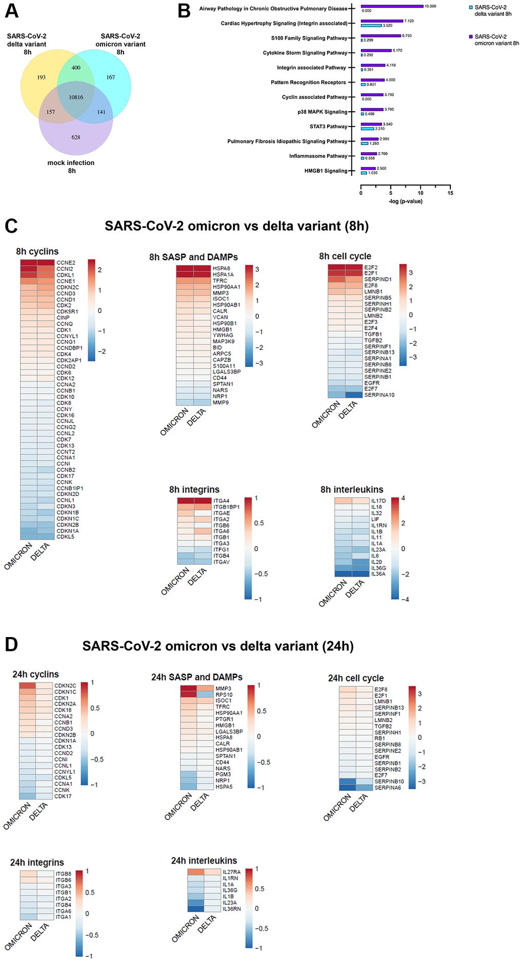(A) Infection with SARS-CoV-2 variants alters the gene expression patterns of SAEC cells. Co-expression Venn Diagram showing regulated genes of mock, omicron- and delta variant infected cells identified via mRNA-sequencing 8 h p.i.. (B) Pathways with significant enrichment scores (-log (p-value)) revealed by QIAGEN Ingenuity Pathway Analysis 8 h p.i. indicates significant increase of gene regulation in omicron-infected cells. (C, D) Representative heatmaps of genes regulated due to omicron variant or delta variant, after 8 h (C) or 24 h (D) p.i. shown in relation to pathway or gene families. Here, selective genes for cyclins, senescence-associated secretory phenotype (SASP), Damage-associated molecular patterns (DAMPS), integrins, interleukins, and cell cycle are shown.