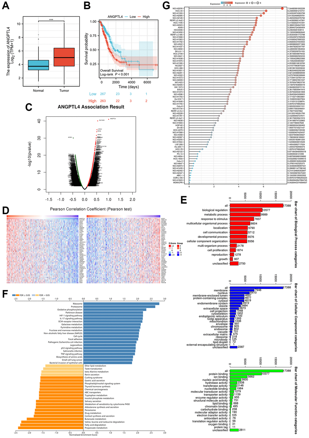 The expression and potential function of ANGPTL4 in LUAD. (A) The expression of ANAGPTL4 in LUAD patients based on TCGA database. (B) The overall survival of ANGPTL4 for LUAD patients. (C) The correlated gene of ANGPTL4 in LUAD patients by heat map. (D) The correlated gene of ANGPTL4 in LUAD patients by volcanic plot. (E) The GO enrichment analysis for these gene. (F) The GSEA assay for these gene. (G) The expression of ANGPTL4 in LUAD cell lines based on CCLE database. ***P 