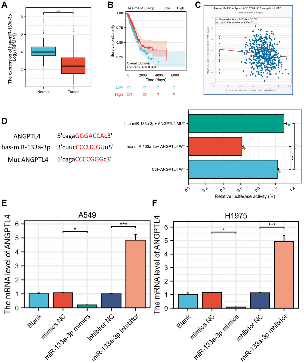 ANGPTL4 is a direct target of miR-133a-3p. (A) The expression of miR-133a-3p in LUAD patients based on TCGA database. (B) The overall survival between high or low level of miR-133a-3p LUAD patients. (C) The correlation analysis between ANGPTL4 and miR-133a-3p in LUAD patients. (D) Luciferase reporter analysis for WT or MUT 3′-UTR of ANGPTL4 in A549 cell. The qRT-PCR analysis for the effect of miR-133a-3p on ANGPTL4 expression in A549 cell (E) and H1975 cell (F). *P *P ***P 