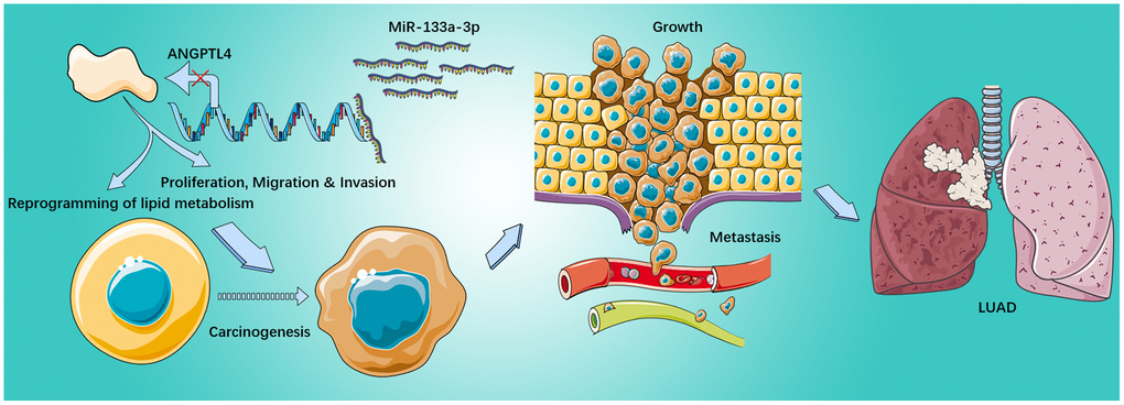 The potential mechanisms of miR-133a-3p/ANGPTL4 axis in LUAD.