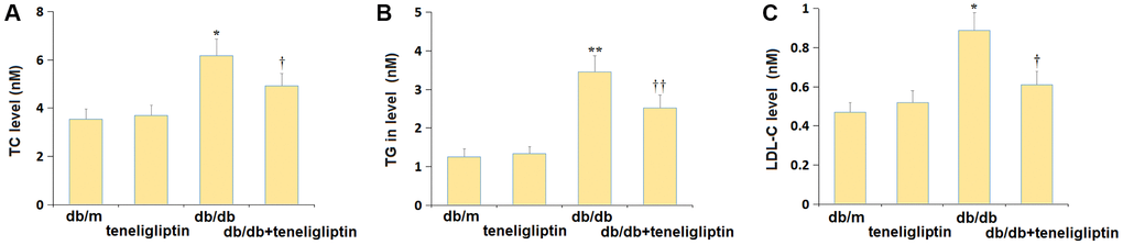 Teneligliptin improved the dyslipidemia in db/db mice. (A) Total cholesterol (TC) level; (B) Triglyceride (TG) in level; (C) Low-density lipoprotein cholesterol (LDL-C) level (*, **P †, ††P 