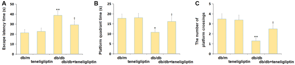 Teneligliptin alleviated the behavioral dysfunction of db/db mice in the Morris water maze test. (A) The escape latency to reach the escape platform; (B) The time spent in the platform quadrant; (C) The number of platform crossings (*, **P †, ††P 