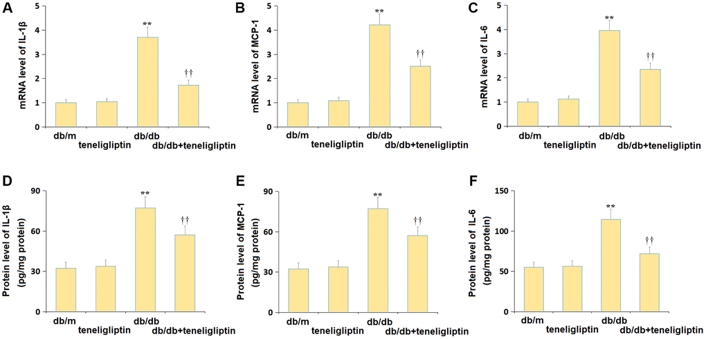 Teneligliptin repressed the production of inflammatory cytokines in the hippocampus of db/db mice. (A) mRNA level of IL-1β, (B) mRNA level of MCP-1, and (C) mRNA level of IL-6; (D) Protein level of IL-1β, (E) Protein level of MCP-1, and (F) Protein level of IL-6 (**P ††0.01 vs. Teneligliptin group).