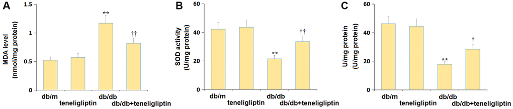 Teneligliptin reversed the oxidative stress in the hippocampus of db/db mice. (A) MDA level; (B) SOD activity; (C) GSH-PX activity (**P ††0.01 vs. Teneligliptin group).