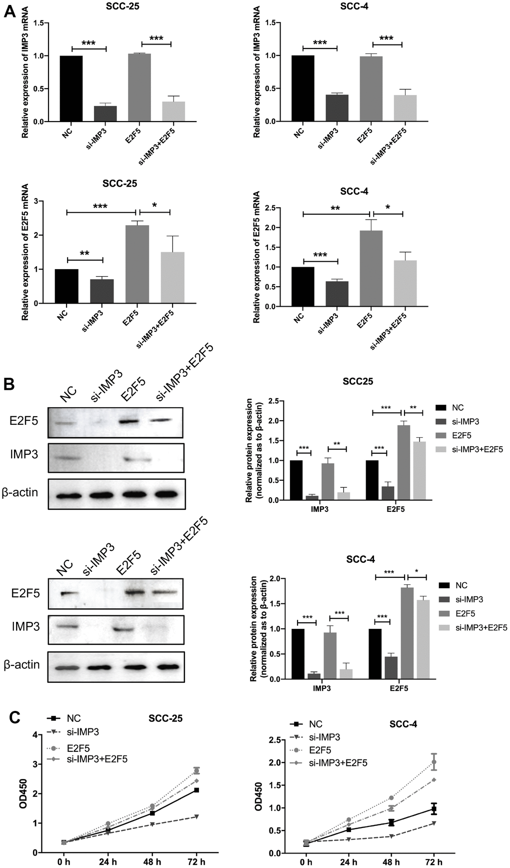 Knockdown of IMP3 reverses E2F5-induced cellular phenotypes in OSCC cells. (A, B) qRT-PCR and Western blot were performed to determine the impact of OSCC cells treated with E2F5 plus siIMP3 expression vectors or related negative control. (C) The growth of OSCC cells were detected using CCK8 assay. Relative expression levels were calculated using the image J software (n = 6). P ≤ 0.05 was considered to be statistically significant, *P P P 