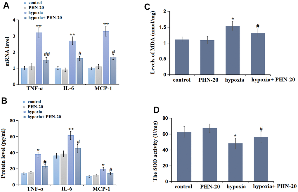 PHN-20 mitigated inflammatory response and oxidative stress in lung tissues of pulmonary arterial hypertension (PAH) rats. (A) mRNA levels of TNF-α, IL-6, and MCP-1; (B) Protein of TNF-α (pg/ml), IL-6 (pg/ml), and MCP-1 (pg/ml) was measured by ELISA; (C) The levels of MDA (nmol/mg protein) in lung tissues were measured using a commercial kit; (D) The SOD activity (U/mg protein) in lung tissues was measured using a commercial kit. (**, P