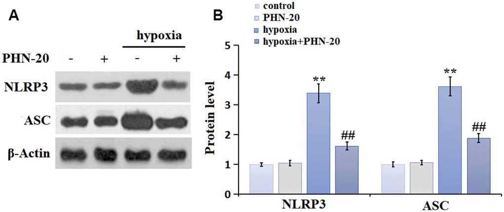 PHN-20 inhibited the NLRP3 signaling in lung tissues of PAH rats. (A) Protein level of NLRP3. (B) Protein level of ASC. (**, P