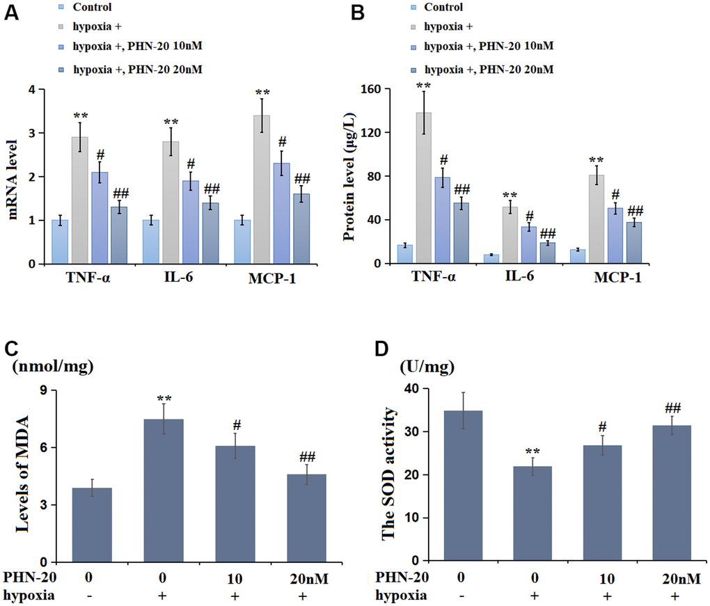 PHN-20 mitigated inflammatory response and oxidative stress in hypoxia-treated PMECs. (A) mRNA levels of TNF-α, IL-6, and MCP-1; (B) Protein levels of TNF-α (μg/L), IL-6 (μg/L), and MCP-1 (μg/L) were measured by ELISA; (C) The levels of MDA (nmol/mg protein) were measured using a commercial kit; (D) The SOD activity (U/mg protein) was measured using a commercial kit (**, P