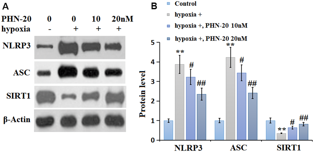 PHN-20 inhibited the NLRP3 signaling and increased SIRT1 expression in hypoxia-treated PMECs. (A) Western blots of NLRP3, ASC, and SIRT1; (B) Analysis of the blots. (**, P