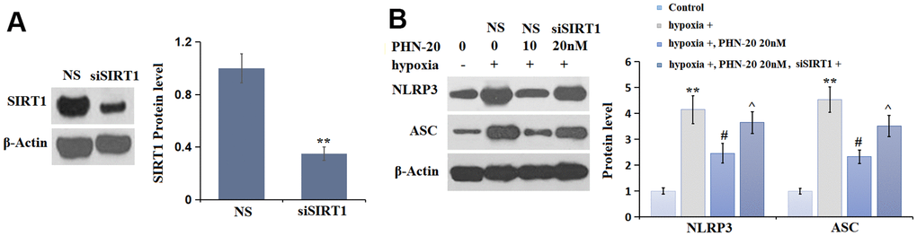 Silencing of SIRT1 abolished the inhibitory effects of PHN-20 on NLRP3 signaling in hypoxia-treated PMECs. PMECs were transduced with lenti-viral SIRT1 shRNA, followed by stimulation with hypoxia in the presence or absence of PHN-20 (20 nM) for 24 hours. (A) Western blot revealed successful knockdown of SIRT1; (B) Western blots of NLRP3, ASC. Protein levels of NLRP3 and ASC. (**, P