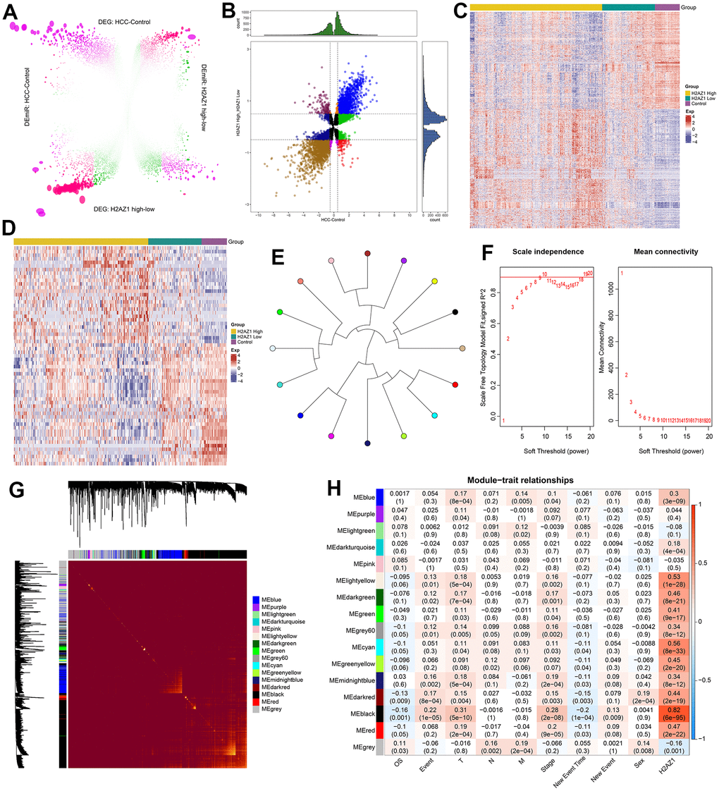 Weighted gene co-expression network analysis reveals the regulatory pattern of H2AZ1 in hepatocellular carcinoma. (A) Rosette volcano plot showing differentially expressed genes (DEGs) and differentially expressed miRNAs (DEmiRs) in control and hepatocellular carcinoma (HCC), H2AZ1 overexpressed and H2AZ1 underexpressed, respectively (TCGA-LIHC). (B) Scatter plot showing differentially expressed genes and miRNAs in HCC affected by H2AZ1. (C) Heat map showing the expression of dysregulated genes associated with H2AZ1 overexpression in HCC in Control-H2AZ1 high and low expression groups. (D) Heat map showing the expression of H2AZ1-related HCC DEmiRs in the high and low expression groups of Control-H2AZ1. (E) Module ring tree diagram showing the adjacency relationship between the co-expression modules of HCC-related dysregulated genes. Gene clustering is represented by different colors. (F) Scale independence and mean connectivity analysis for various soft threshold powers. (G) Heat map of the module clustering tree showing the gene members of the co-expression module of the H2AZ1 gene in the regulation of HCC. (H) Module-trait relationship showing the correlation of gene co-expression modules with H2AZ1 and tumor size (T), lymph node involvement (N), distant metastasis (M), overall survival (OS), age, and gender.