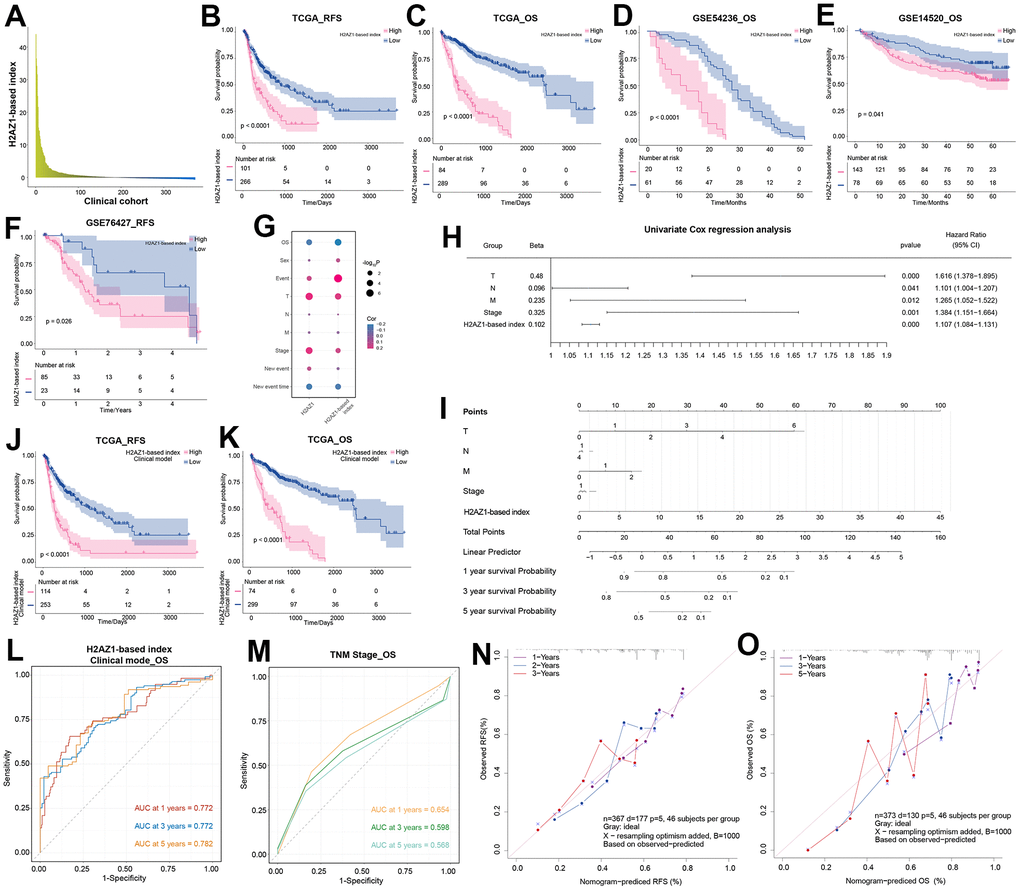 Exploring the prognostic efficacy of H2AZ1-based index clinical model in hepatocellular carcinoma. (A) Bar graph showing the expression of H2AZ1-based index in the clinical cohort of patients with hepatocellular carcinoma. (B) Recurrence-free survival (RFS) survival curve of the H2AZ1-based index in TCGA-LIHC data. (C) Overall survival (OS) survival curve of the H2AZ1-based index in TCGA-LIHC data. (D) Survival curves demonstrate the OS prognostic potential of the H2AZ1-based index in the GSE54236 data set. (E) Survival curves demonstrate the OS prognostic potential of the H2AZ1-based index in the GSE14520 data set. (F) Survival curves demonstrate the RFS prognostic potential of the H2AZ1-based index in the GSE76427 data set. (G) Bubble plot showing the correlation between the H2AZ1-based index and clinical indicators. (H) Forest plot showing the univariate prognostic power of the H2AZ1-based index and clinical indicators. (I) Nomogram showing H2AZ1-based index clinical model. (J) Survival curves demonstrating RFS prognostic potential of the H2AZ1-based index clinical model. (K) Survival curves demonstrate the OS prognostic potential of the H2AZ1-based index clinical model. (L) Time-dependent receiver operator characteristic (ROC) curve of the H2AZ1-based index clinical model. (M) Time-dependent ROC curve of TNM stage. (N) Calibration curve demonstrating RFS prognostic potential of H2AZ1-based index clinical model. (O) Calibration curve demonstrating the OS prognostic potential of the H2AZ1-based index clinical model.