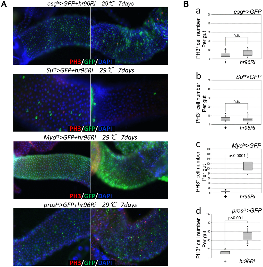 Effects of intestinal cell type-specific VDR knockdown on ISC proliferation. (A, B) ISC and EB (esgts), EB (Suts), EC (Myots), and EE (prosts)-specific knockdown of VDR induces ISC division. Flies carrying esgts>GFP and esgts>GFP+VDRRi, Suts>GFP and Suts>GFP+VDRRi, Myots>GFP and Myots>GFP+VDRRi, or prosts>GFP and prosts>GFP+VDRRi genotypes were cultured for 4 days at 29° C. The midguts of the flies were dissected, fixed, and labeled with anti-PH3 (red) and anti-GFP (green) antibodies and DAPI (blue). The original magnification is 200×. (B) The number of PH3+ cells in the midgut with ISC and EB- (esgts), EB- (Suts), EC- (Myots), and EE (prosts)-specific VDR knockdown. Gut samples of esgts>GFP and esgts>GFP+VDRRi (a), Suts>GFP and Suts>GFP+VDRRi (b), Myots>GFP and Myots>GFP+VDRRi (c), or prosts>GFP and prosts>GFP+VDRRi (d) flies maintained at 29° C for a week were labeled with anti-PH3 (red) and anti-GFP (green) antibodies and DAPI (blue). PH3+ cell numbers were determined in the entire gut under a microscope. P-values were determined using Student’s t-test. p p 