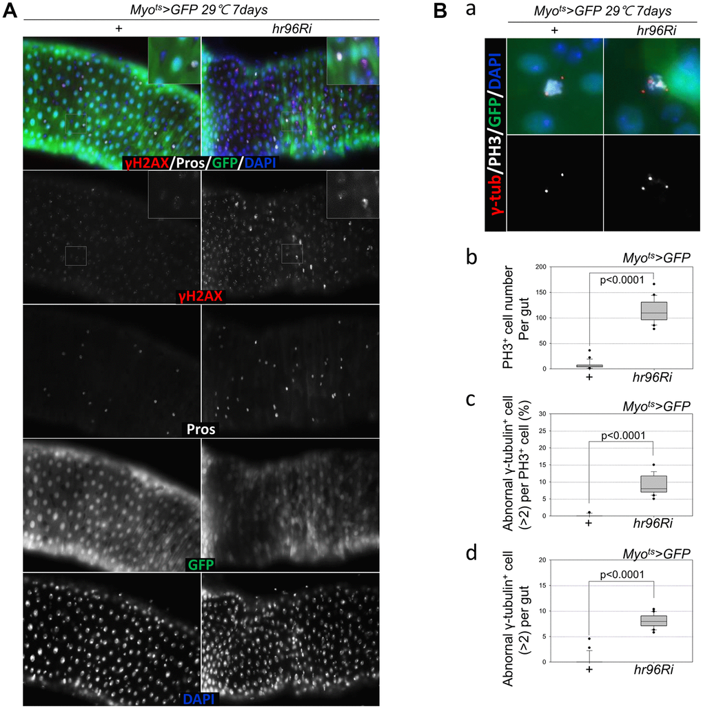 EC-specific VDR knockdown increases age-related ISC phenotypes. (A) EC-specific VDR knockdown induces DNA damage accumulation in ISCs and their progenitors. Flies carrying the Myots>GFP or Myots>GFP+VDRRi genotype were incubated at 29° C for 7 days. The guts of flies were dissected and labeled with anti-γH2AvD (red), anti-Pros (white), and anti-GFP (green) antibodies and DAPI (blue). (B) EC-specific VDR knockdown causes centrosome amplification in mitotic ISCs. Flies carrying the Myots>GFP or Myots>GFP+VDRRi genotype were incubated at 29° C for 7 days. (a) The entire guts of the flies were dissected, fixed, and labeled with anti-γ-tubulin (red), anti-PH3 (white), and anti-GFP (green) antibodies and DAPI (blue). The original magnification is 400×. (b–d) The number of mitotic ISCs with supernumerary centrosomes (>2) in the midguts of Myots>GFP or Myots>GFP+VDRRi flies increased. (b) EC-specific VDR knockdown increases mitotic ISCs in the guts. (c) Frequency of cells with supernumerary centrosomes per mitotic ISC. (d) Number of cells with supernumerary centrosomes per midgut. Three-day-old female flies were cultured at 29° C for 7 days, and then their dissected guts were fixed and immunostained with anti-γ-tubulin (red), anti-PH3 (white), and anti-GFP (green) antibodies and DAPI (blue). In these guts, the number of abnormal centrosomes in the PH3+ cells were determined. Data (mean ± SD) in Myots>GFP or Myots>GFP+VDRRi flies were collated from 154 and 2281 mitotic cells of 21 and 20 guts, respectively. P-values were calculated using Student’s t-test. P Myots>GFP flies.