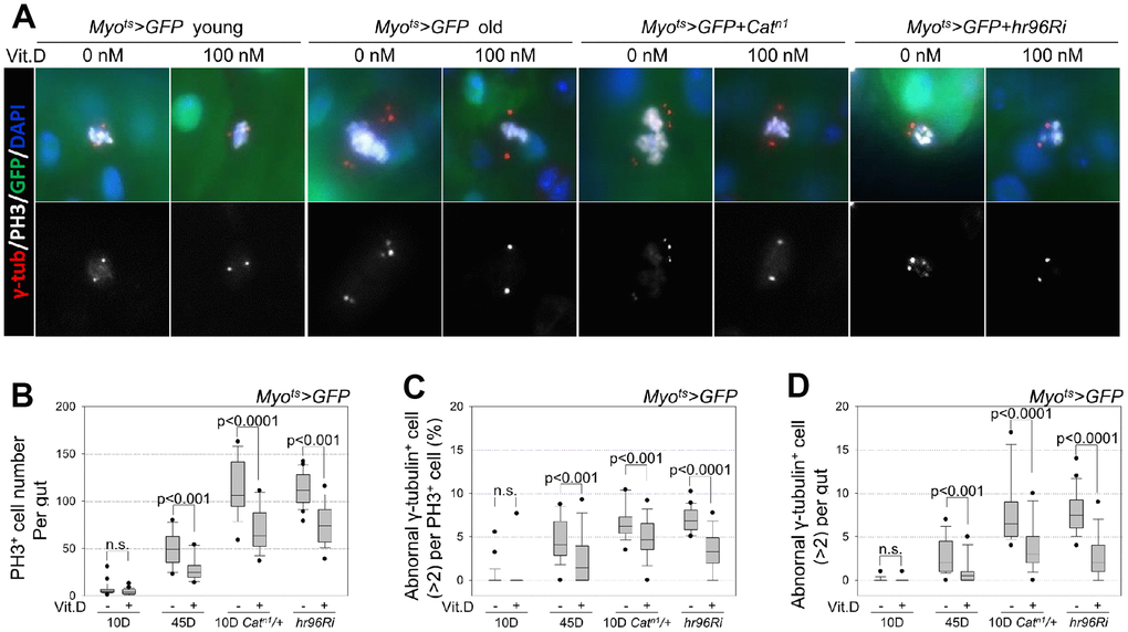 Inhibitory effect of VitD on age- and oxidative stress-related accumulation of supernumerary centrosomes in midgut ISCs. (A) The guts from 10-day-old Myots>GFP flies, 45-day-old Myots>GFP flies, 10-day-old Myots>GFP+Catn1 mutant flies, and 10-day-old Myots>GFP+hr96Ri flies, without or with 100 nM VitD feeding for 1 week were stained with anti-PH3 (white), anti-γ-tubulin (red), anti-GFP (green), and DAPI (blue). The original magnification is 400×. (B) The number of PH3+ cells in whole guts from 10-day-old Myots>GFP, 45-day-old Myots>GFP, 10-day-old Myots>GFP+Catn1, and Myots>GFP+hr96Ri flies, with or without VitD feeding for 7 days was determined. Data (mean ± standard error) in 10-day-old Myots>GFP, 45-day-old Myots>GFP, 10-day-old Myots>GFP+Catn1, and Myots>GFP+hr96Ri flies without VitD feeding were collated from 165, 823, 1835, and 2484 mitotic cells of 25, 17, 16, and 22 guts, respectively. Data (mean ± standard error) in 10-day-old Myots>GFP, 45-day-old Myots>GFP, 10-day-old Myots>GFP+Catn1, and Myots>GFP+hr96Ri flies with VitD feeding were collated from 126, 489, 1235, and 1445 mitotic cells of 28, 18, 18, and 19 guts, respectively. n.s., no significant difference from the control (p > 0.05). (C) The frequency of supernumerary centrosomes (>2) per mitotic ISC in 10-day-old Myots>GFP, 45-day-old Myots>GFP, 10-day-old Myots>GFP+Catn1, and Myots>GFP+hr96Ri flies with or without VitD feeding for 7 days. The centrosome numbers in mitotic ISCs (PH3+ and GFP- cells) in the midgut were determined. n.s., no significant difference from the control (p>0.05). (D) The frequency of mitotic ISCs with supernumerary centrosomes per gut in 10-day-old Myots>GFP, 45-day-old Myots>GFP, 10-day-old Myots>GFP+Catn1, and 10-day-old Myots>GFP+hr96Ri flies with or without VitD feeding for 1 week. Error bars represent standard error. P-values were calculated using Student’s t-test. n.s., no significant difference from the control (p>0.05).