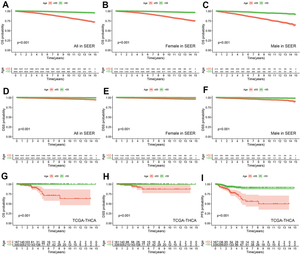 Prognostic differences among different age groups in SEER and TCGA-THCA cohorts. OS between PTC with Age ≥55 years and Age A), female (B) and male (C) in SEER. DSS between PTC with Age ≥55 years and Age D), female (E) and male (F) in SEER. OS (G), DSS (H) and PFS (I) between PTC with Age ≥55 years and Age 