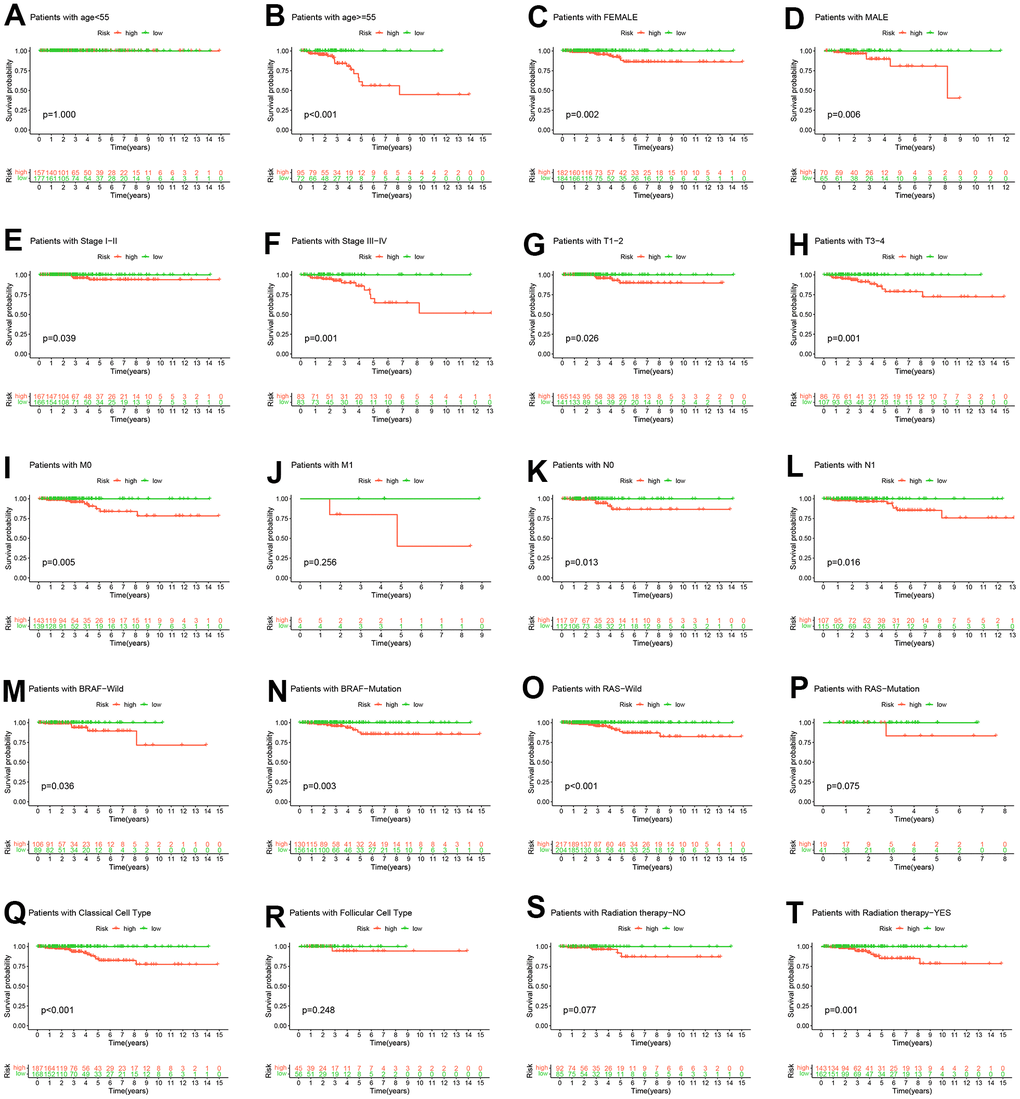 Hierarchical analysis. K-M curve analysis of OS probability was based on risk scores grouped by age (A, B), sex (C, D), stage (E, F), T (G, H), M (I, J), N (K, L), BRAF (M, N), RAS (O, P), pathological subtype (Q, R) and radiation therapy (S, T).