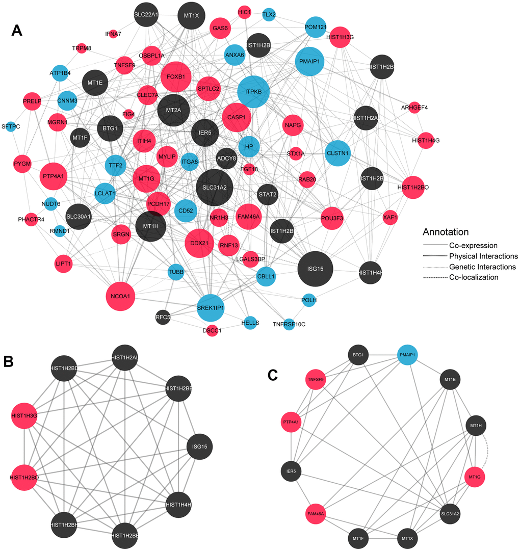 PPI network of SDEGs and subnetwork. (A) PPI network construction of differential genes in GeneMANIA database. Red dots: significant up-regulate differential genes; Blue dots: significant down-regulate differential genes; Black dots: related genes added by the GeneMANIA database for the associate PPI network. Circle size indicated the degree of the corresponding gene in the PPI network. The larger the circle is, the greater degree of the corresponding node in the figure, which can explain why this node is more important in the network from the point of view of graph theory. (B, C) Utilising the MCODE plug-in to analyse the PPI network, two key subnetworks were obtained (Figure 3B: the subnetwork of Score8.5; Figure 3C: the subnetwork of Score6.182.).