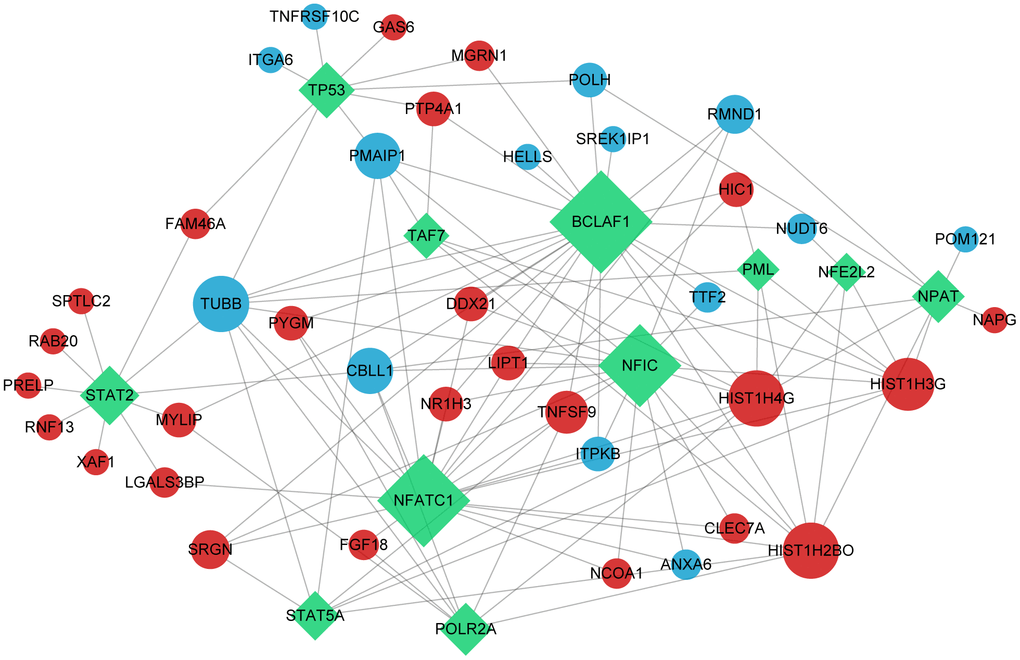 Transcription factors network. The green rectangle in the graph represents transcription factors; red and blue dots indicate up-regulated and down-regulated significant differential gene, respectively.