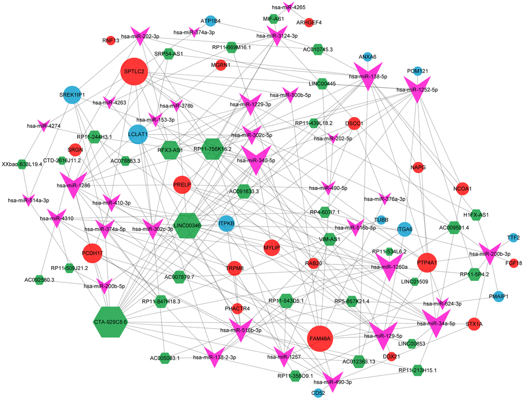 CeRNA network. Red and blue dots indicated up-regulated and down-regulated significant differential genes, respectively. The green hexagon refers to significant differential lncRNA, and the pink arrow is a significant differential miRNA; the size of the shape indicates the degree size of the corresponding node in the network, and the larger the shape, the larger the corresponding node in the network, the more influential the node is in the ceRNA network.