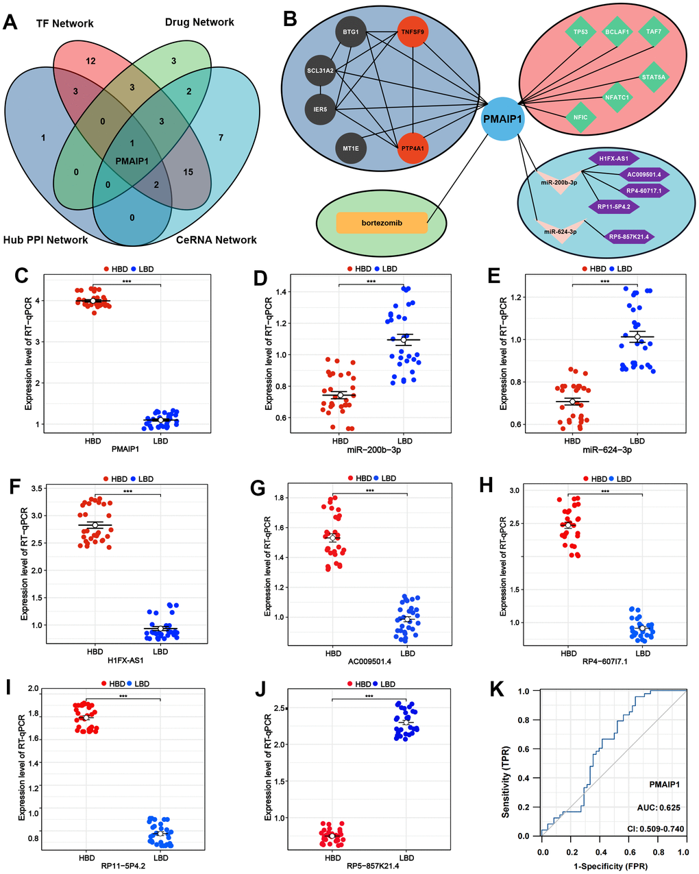 Crucial genes validation and diagnostic model construction of ISS. (A) Venn diagram of intersected genes of hub PPI network, TF network, Drug-mRNA network, and ceRNA network. (B) Network analysis of PMAIP1. (C–J) The expression levels of PMAIP1 and PMAIP1-related genes. (K) Receiver operating characteristic (ROC) for predictive values of PMAIP1.