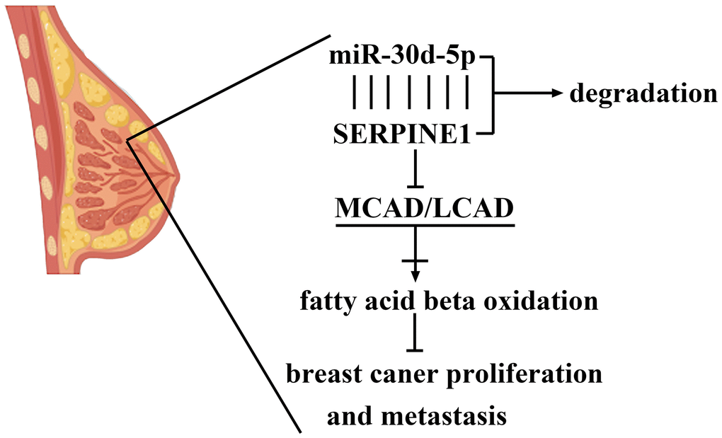 The mechanisms of miR-30d-5p in the modulation of axis of SERPINE1/MCAD/LCAD in breast cancer.