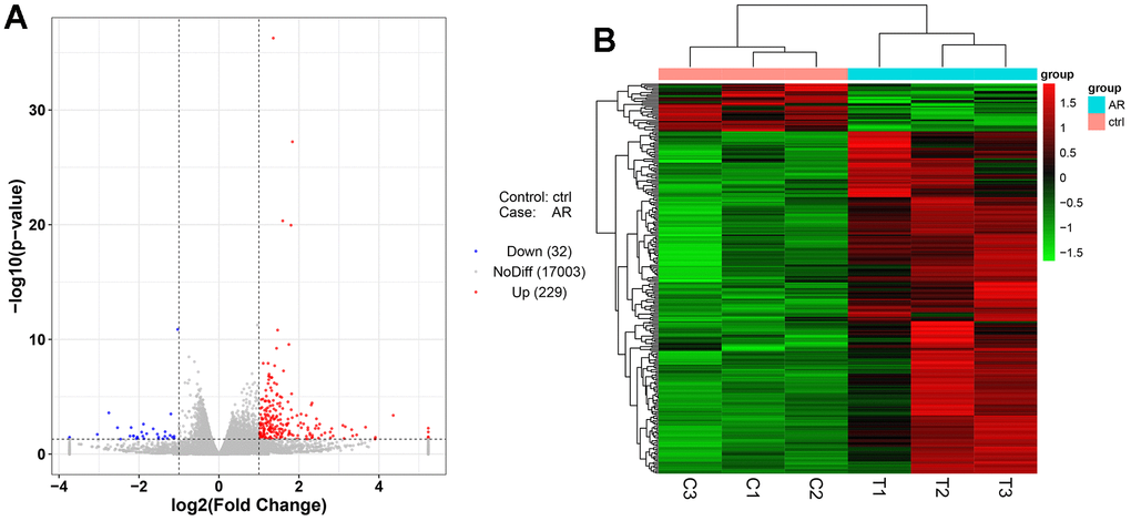 Differentially expressed gene analysis of the control group and model group. (A) Volcano map of DEGs. (B) Heatmap of DEGs.