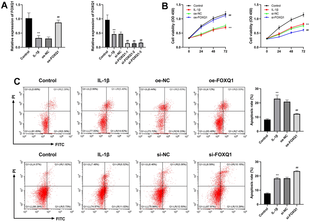 Effects of FOXQ1 in IL-1β treated ATDC5 cell model. (A) Overexpression of FOXQ1 and FOXQ1 knockdown were determined by qRT-PCR assays. (B) CCK-8 results. (C) Flow cytometry detecting apoptosis. (**P ##P 