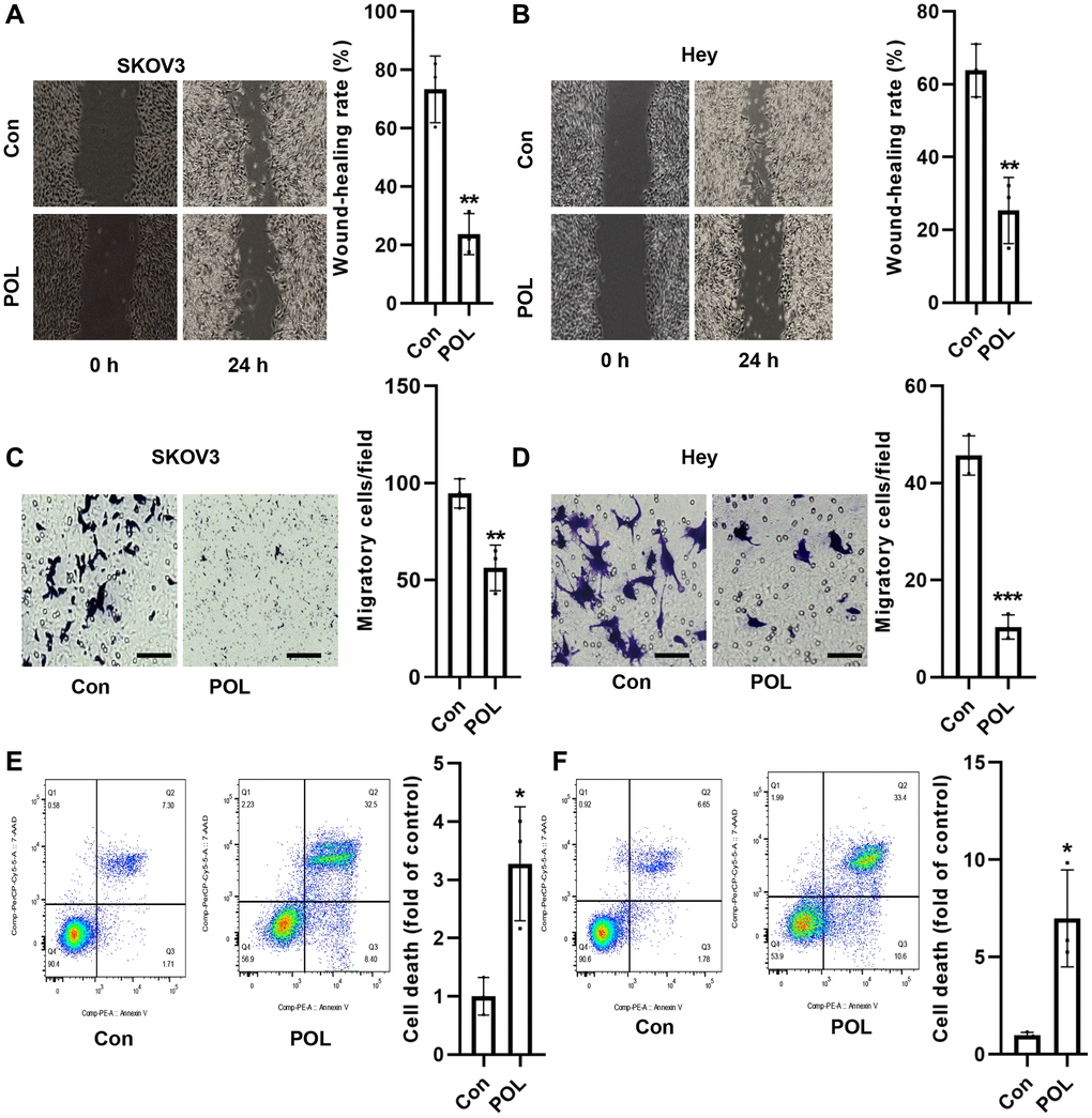 POL inhibits migration and induces cell death in ovarian cancer cells. Scratch assay revealed that 50 and 100 μg/ml of POL significantly inhibited the migration of SKOV3 (A) and Hey (B) cells at 48 h (4×). Transwell assay revealed that POL effectively inhibited the migration of SKOV3 (C) and Hey (D) cells (20×). Flow cytometry results assay revealed that 50 and 100 μg/ml of POL significantly increased the mortality of SKOV3 (E) and Hey (F) cells. *P **P ***P 