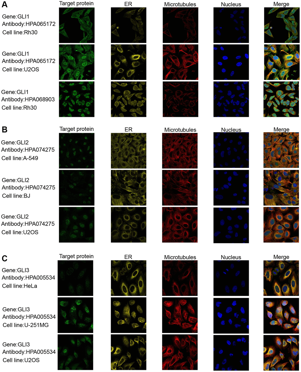 Protein subcellular localization the immunofluorescence images of (A) GLI1, (B) GLI2, and (C) GLI3 protein.