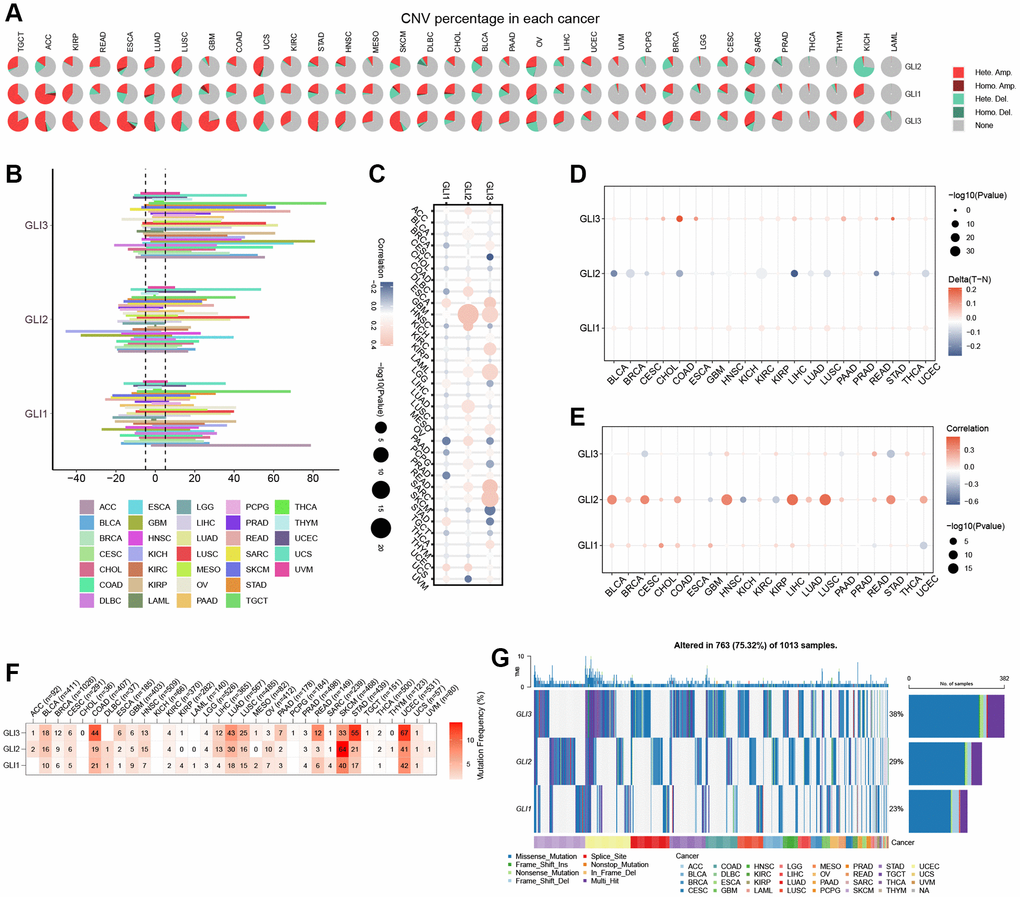 Correlation analysis of GLI1, GLI2, and GLI3 with CNV, methylation, and mutation frequency. (A) Type of genetic variation. (B) CNV expression of GLI1, GLI2, and GLI3 in human pan-cancer. (C) Correlation between CNV expression of GLI1, GLI2, and GLI3 and their mRNA expression. (D) Correlation between GLI1, GLI2, and GLI3 and methylation in various tumors. (E) Correlations between GLI1, GLI2, and GLI3 mRNA expression and methylation in various tumors. (F) The mutation frequency of GLI1, GLI2, and GLI3 in various tumors. (G) SNV oncoplot. An oncoplot showing the mutation distribution of GLI1, GLI2, and GLI3 and a classification of SNV types.