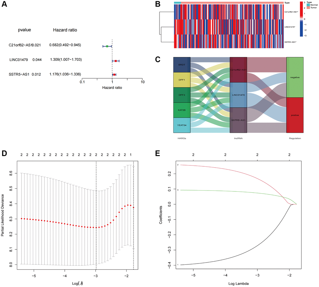 Constructed a HARlncRNA risk signature in the TCGA cohort. (A) Forest plot of 3 prognostic-related HARlncRNAs through univariate Cox analysis. (B) Expression patterns of 3 prognostic HARlncRNAs in normal and tumor tissues. (C) The Sankey diagram displayed the relationship between the 5 HARGs, 3 HARlncRNAs and ESCA prognosis. (D) Tuning parameter (λ) selection in LASSO model using cross-validation. (E) The LASSO coefficient profile of prognostic HARlncRNAs.