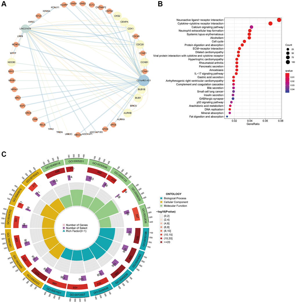Functional enrichment analysis of lncRNA target genes. (A) Regulatory network of two lncRNA and core target genes. (B) KEGG enrichment analysis of core target genes. (C) GO enrichment analysis results of 74 core target genes.