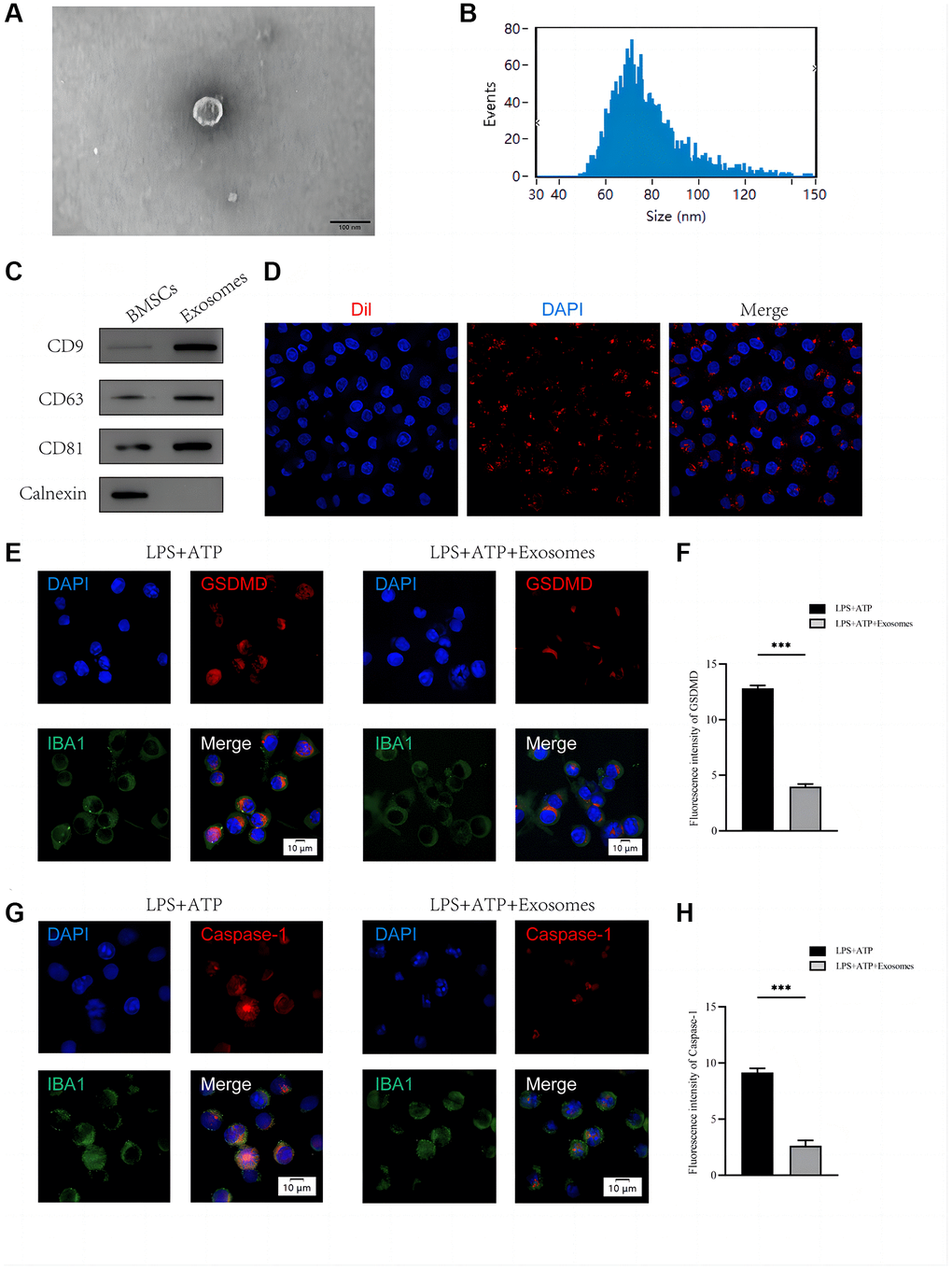 BMSCs-derived exosomes inhibit BV2 microglia pyroptosis in vitro. (A) Morphology of exosomes under TEM; (B) NTA analysis of exosome size; (C) Western blot analysis of exosome surface markers; (D) The red fluorescent dye Dil-labeled exosomes was uptaken into macrophage/microglia; (E) Representative immunostaining image of IBA1 and GSDMD in the macrophage/microglia; (F) Quantification of fluorescence intensity; (G) Representative immunostaining image of IBA1 and Caspase-1 in the macrophage/microglia; (H) Quantification of fluorescence intensity (*p **p ***p 