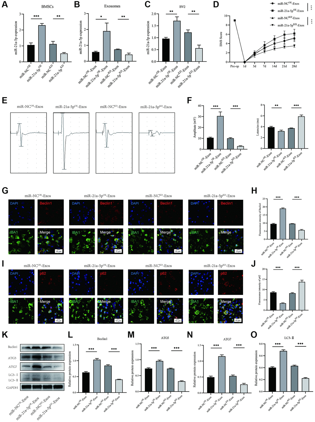 BMSCs-derived exosomes enhance macrophage/microglia autophagy and promote motor function recovery after SCI by delivering miR-21a-5p. (A) Transfection efficiency of miR-21a-5p overexpression and knockdown in BMSCs; (B) The relative expression of miR-21a-5p in BMSCs-derived exosomes in indicated groups; (C) The relative expression of miR-21a-5p in BV2 cells administered with miR-NCOE-Exos, miR-21a-5pOE-Exos, miR-NCKD-Exos, and miR-21a-5pKD-Exos; (D) BMS was used to functionally grade mice in different groups on the 28th day after injury; (E) MEP analysis was used as an electrophysiological assessment after SCI. (F) Quantification of MEP amplitudes and latencies in mice (n = 6); (G) Representative immunostaining images of IBA1 and Beclin1 in mice of different groups on the 7th day after injury; (H) Quantification of fluorescence intensity; (I) Representative immunostaining images of IBA1 and p62 in mice of different groups on the 7th day after injury; (J) Quantification of fluorescence intensity; (K–O) Western blot detection and quantitative analysis of Beclin1, ATG5, ATG7, LC3-II (*p **p ***p 
